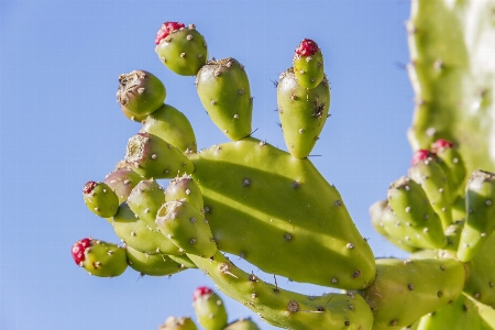 Foto Natureza florescer espinhoso
 cacto
