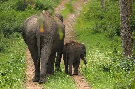 Adventure animal wildlife young Photo