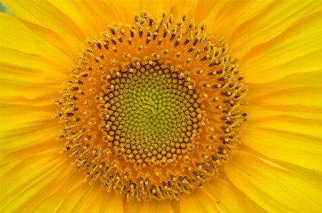 植物 太陽 分野 写真撮影 写真