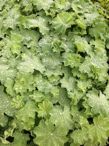 Water nature drop dew Photo