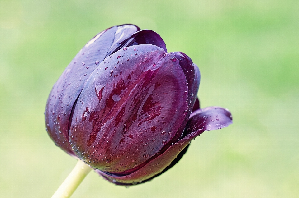 Nature blossom plant photography