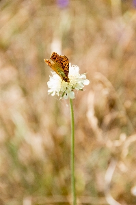 Nature blossom wing plant Photo