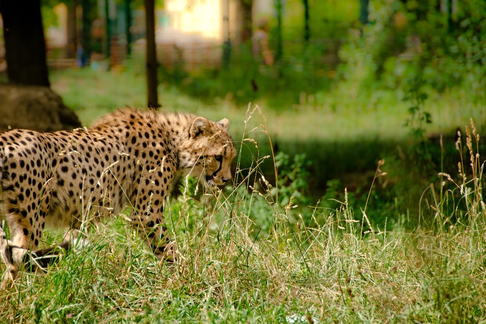 Assistir paisagem natureza floresta