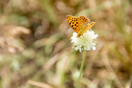 Landscape nature blossom wing Photo