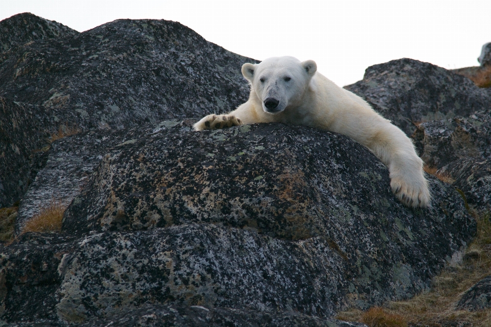 Nature rock white animal