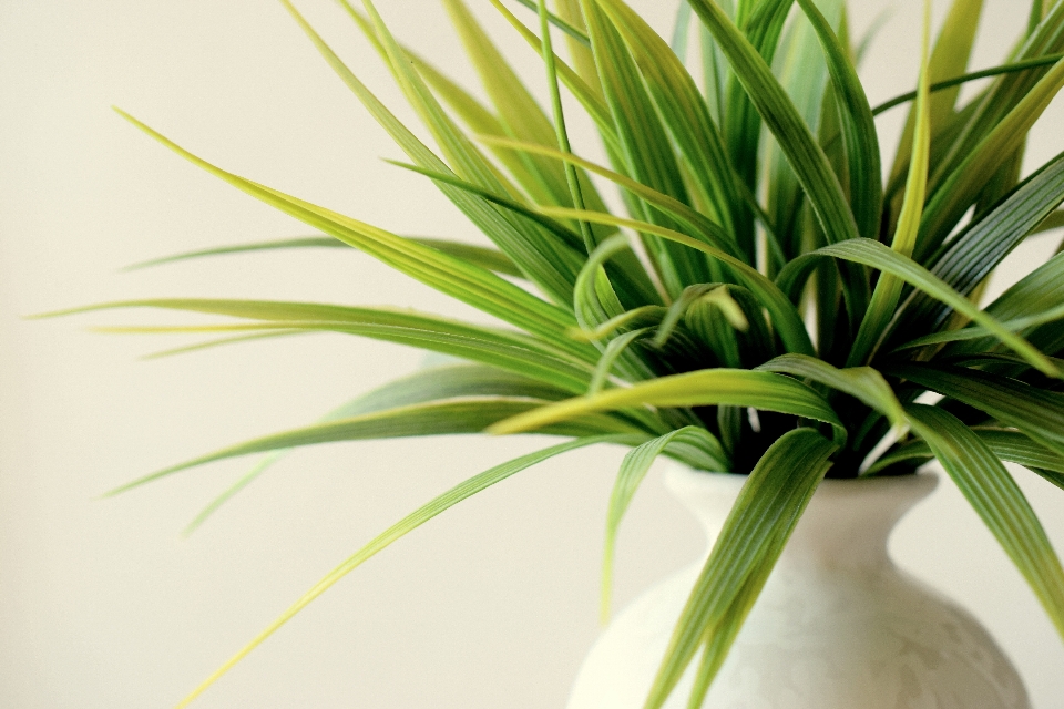 Grass plant flower vase