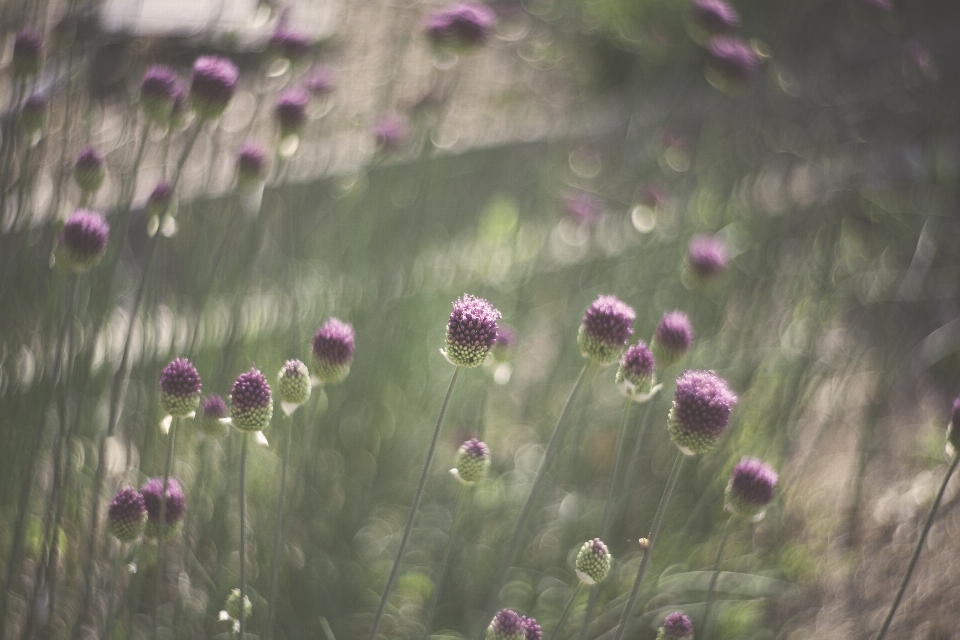 Nature grass bokeh plant