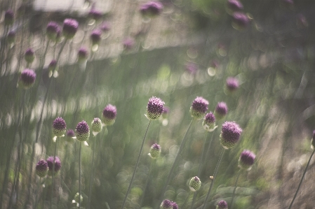 Nature grass bokeh plant Photo