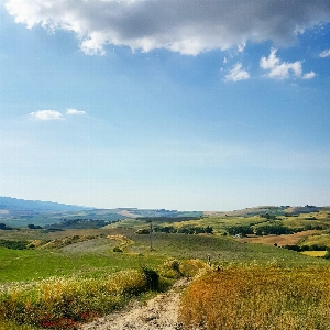 Landscape tree nature path Photo