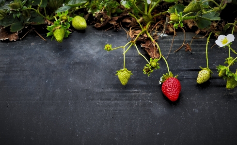 Branch growth plant fruit Photo