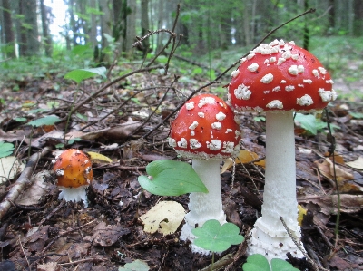 Nature forest white fly Photo