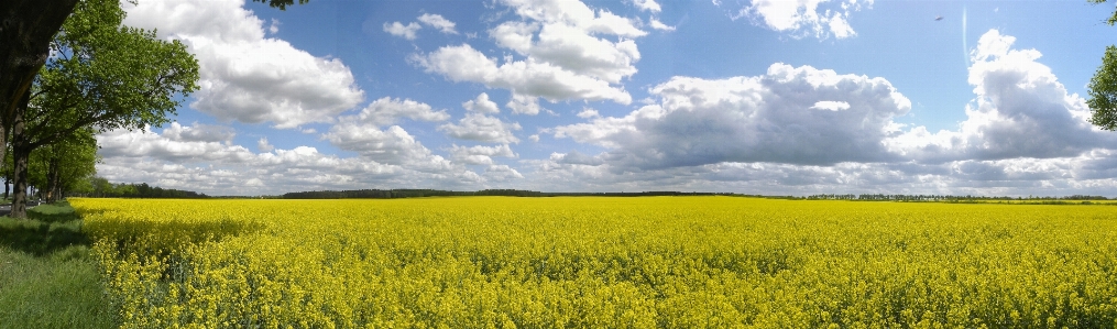 Blossom plant field meadow Photo