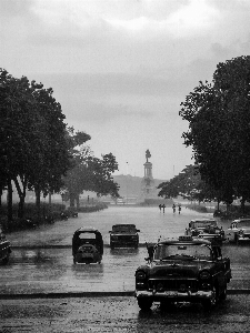 Foto Pohon hitam dan putih
 jalan mobil