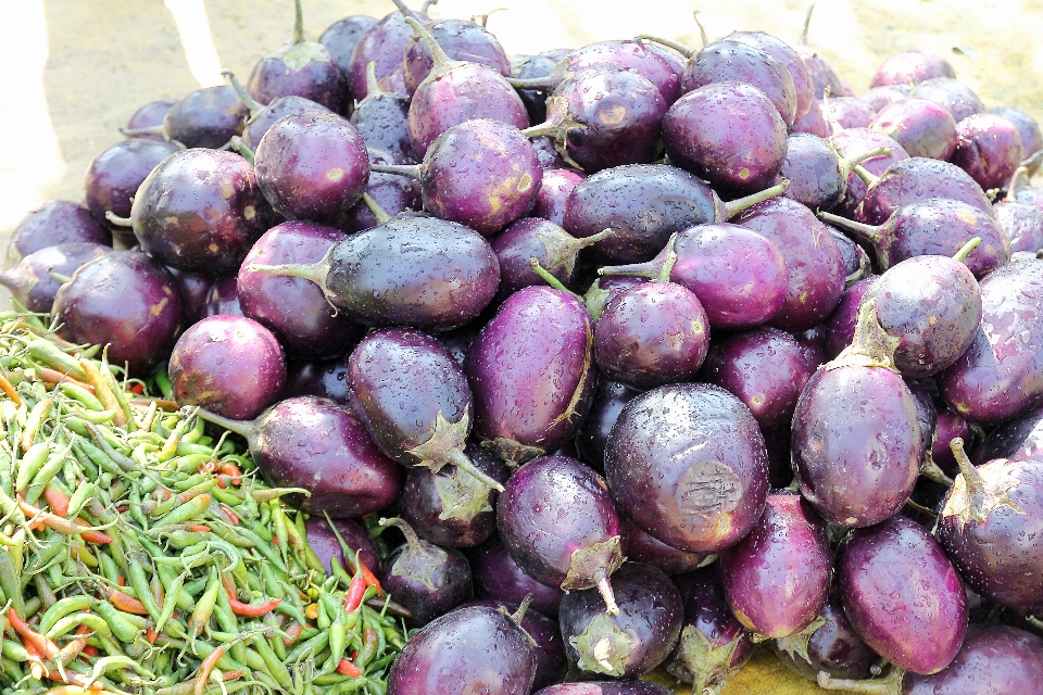 Tanaman peternakan buah ungu