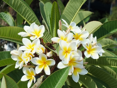 Photo Fleurir usine blanc fleur