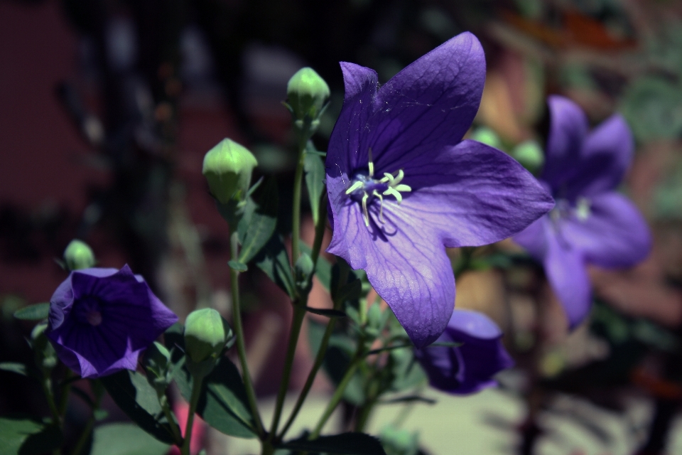 Fiore pianta sole viola