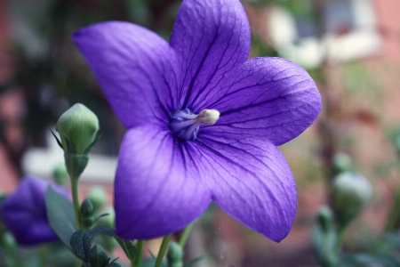 Blossom plant sun flower Photo