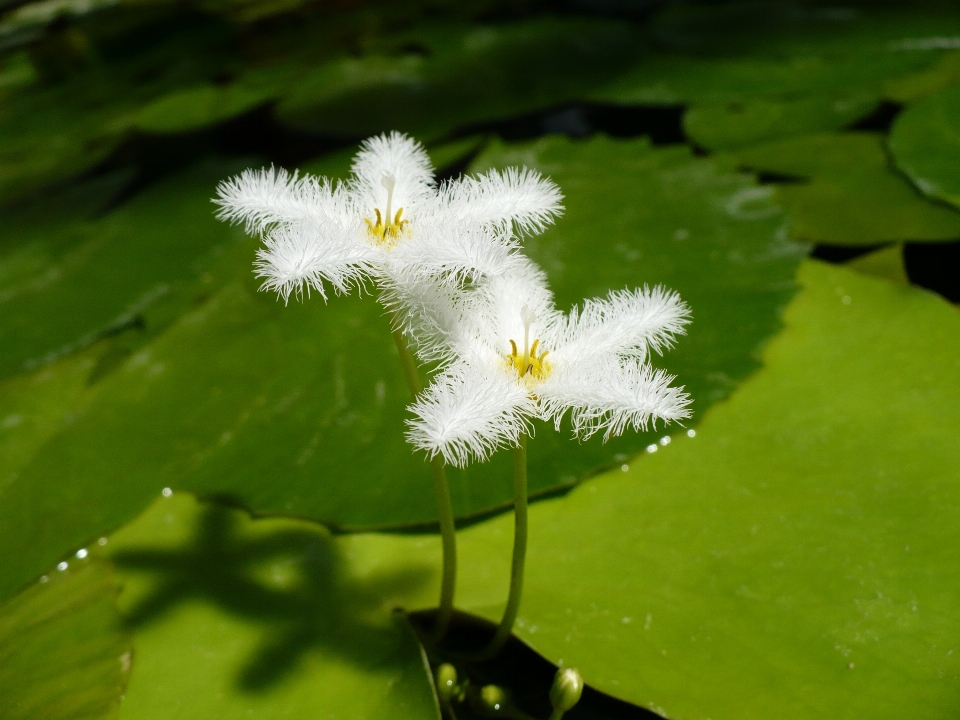 自然 草 花 植物