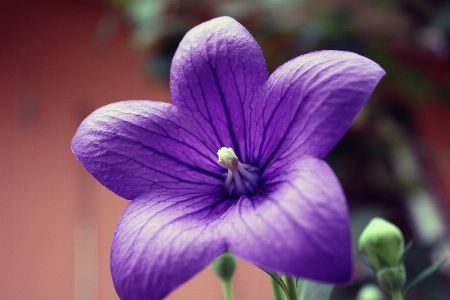 Blossom plant sun flower Photo