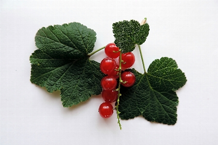 Plant raspberry fruit berry Photo