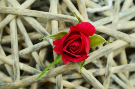 Branch plant leaf flower Photo