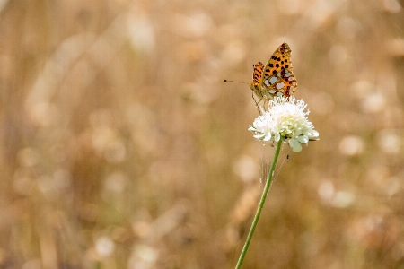 自然 花 羽 植物 写真