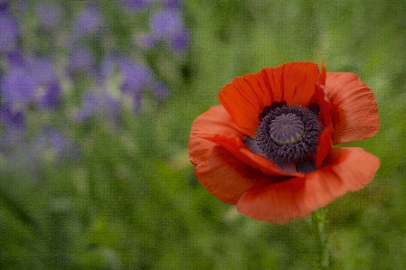 Landscape nature outdoor blossom Photo