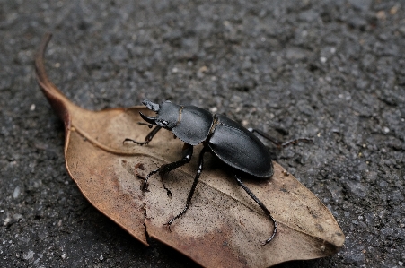 Photography insect natural soil Photo