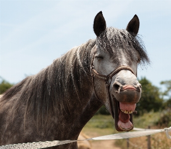 Animal horse mammal stallion Photo