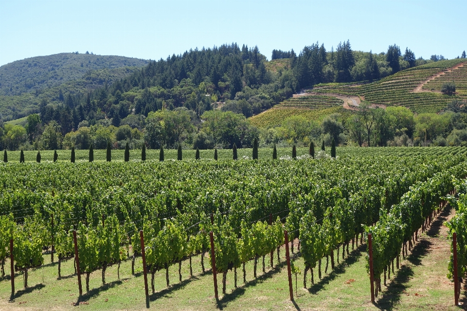 Vine vigneti vino campo