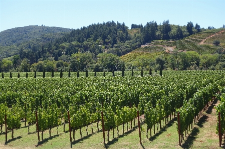 Vine weinberge wein feld Foto