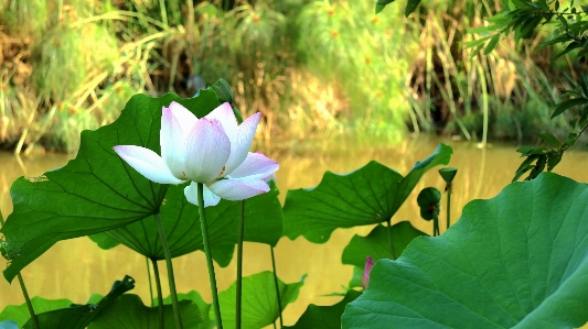 自然 植物 叶子 花 照片