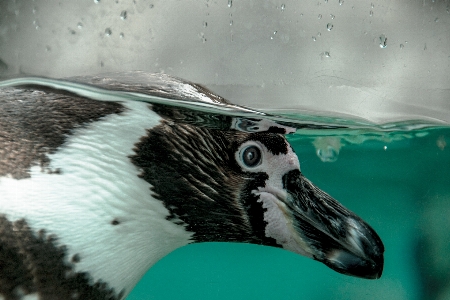 Foto Acqua uccello ala dolce