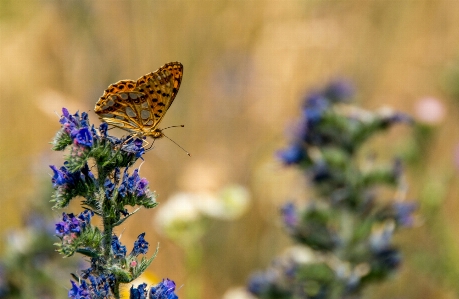 Nature branch blossom wing Photo