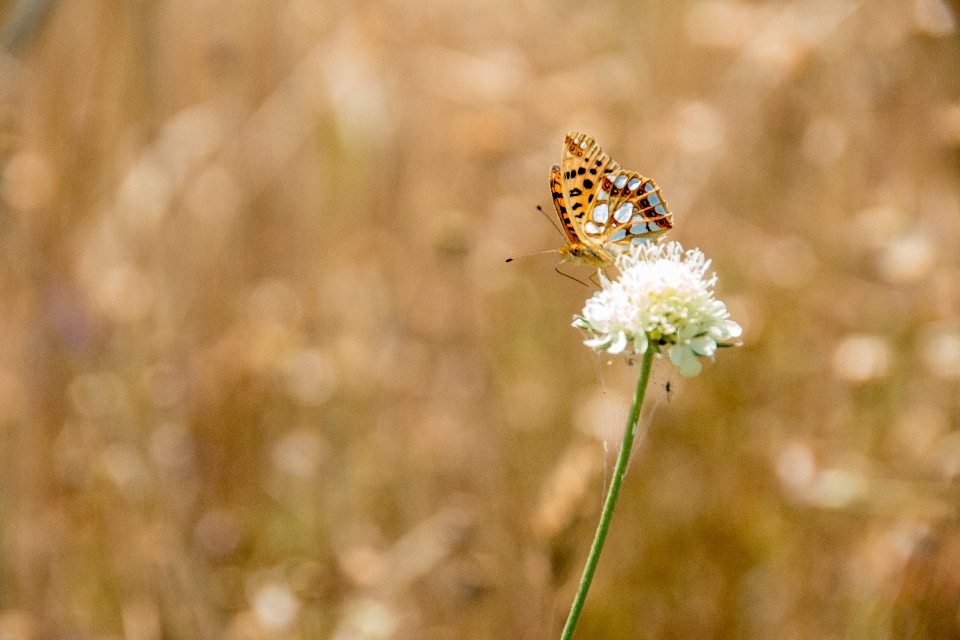 Natura fiore ala pianta