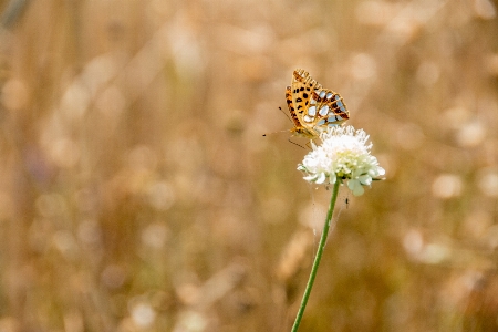 Nature blossom wing plant Photo