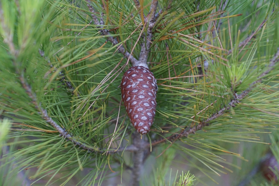 Albero ramo pianta fiore