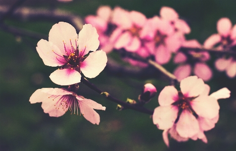 自然 ブランチ 花 植物 写真