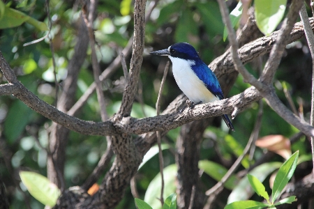 Nature branch bird wildlife Photo