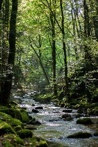 Landscape tree water nature Photo