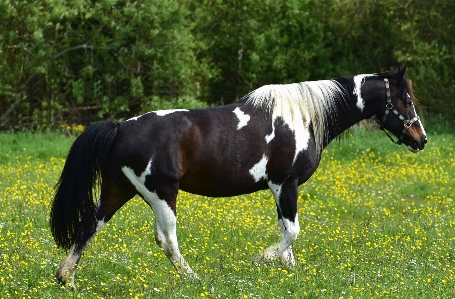 Nature grass animal pasture Photo