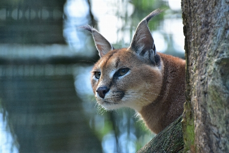 Foto Animais selvagens gato mamífero predador