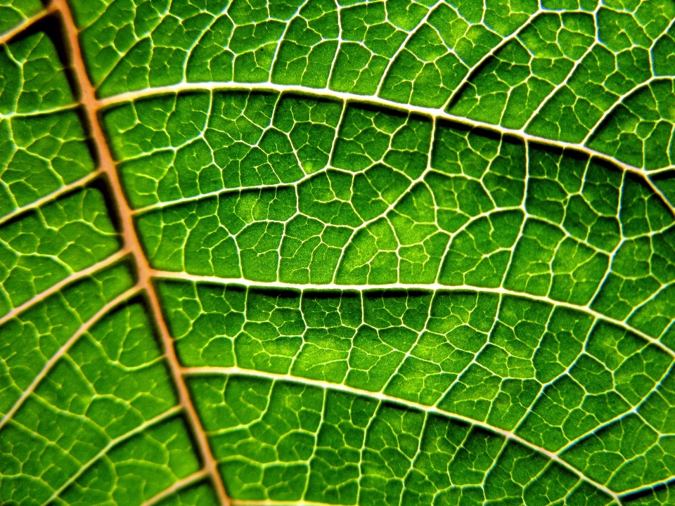 árbol naturaleza planta hoja