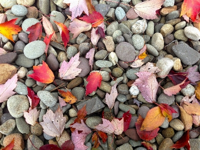 Rock leaf fall petal Photo