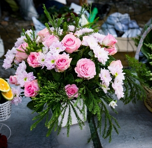 Foto Plantar flor celebração rosa