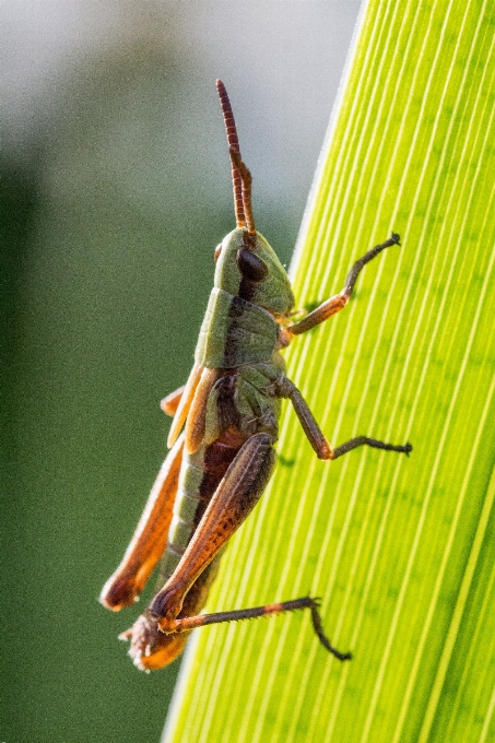 Natura fotografia zwierzę zielony