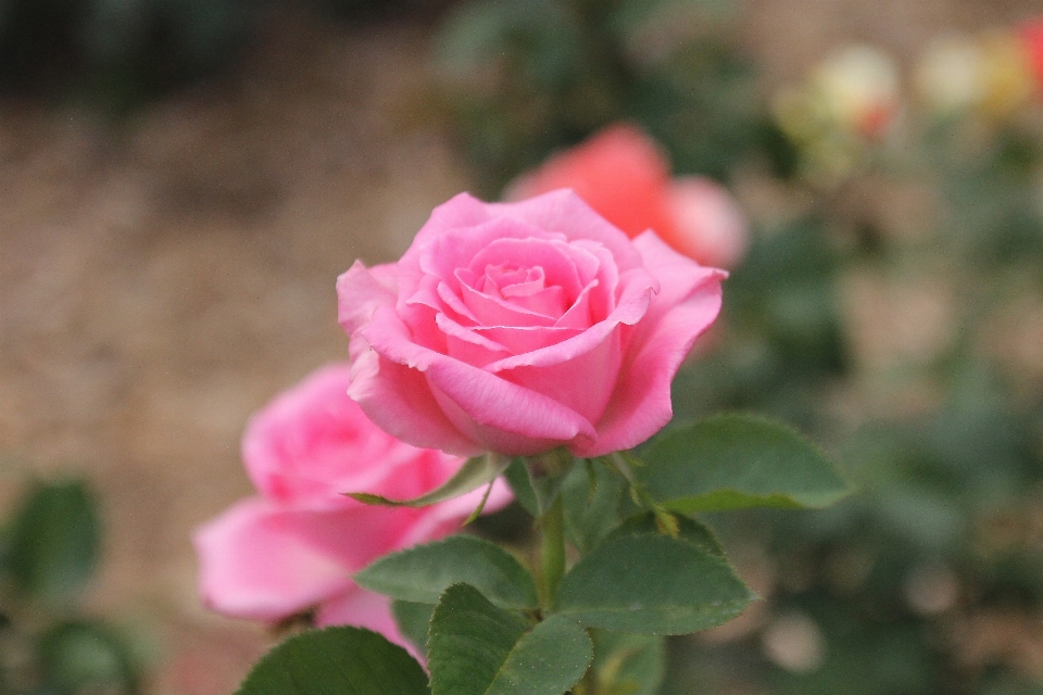 Nature fleurir usine fleur