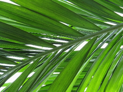 Tree grass branch plant Photo