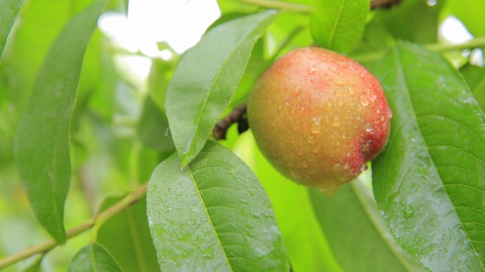 Foto árvore filial plantar fruta