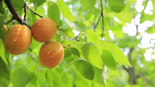 Tree branch plant fruit Photo